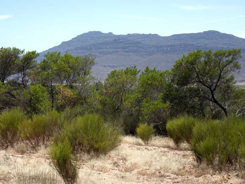 Rooibos au premier plan, « fire bush » derrière, et le rocher de Klipfontein en arrière-plan