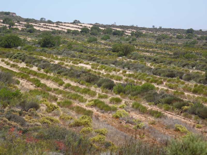 Champ de rooibos dans le Sandveld – rangées à perte de vue