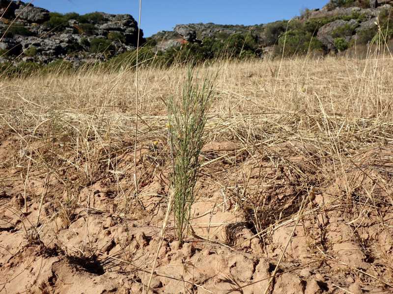 Jeune plant de rooibos environ quatre mois après la plantation