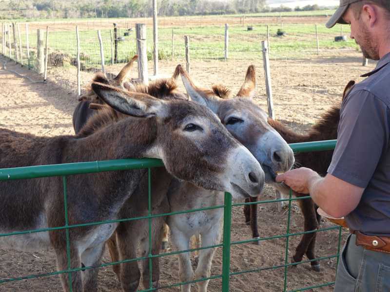 Johan nourrit des ânes dans un enclos avec des morceaux de pomme
