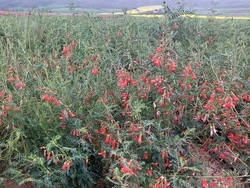 Champ de Kankerbos (Cancer Bush) avec des plantes partiellement en fleurs dans le paysage agricole.