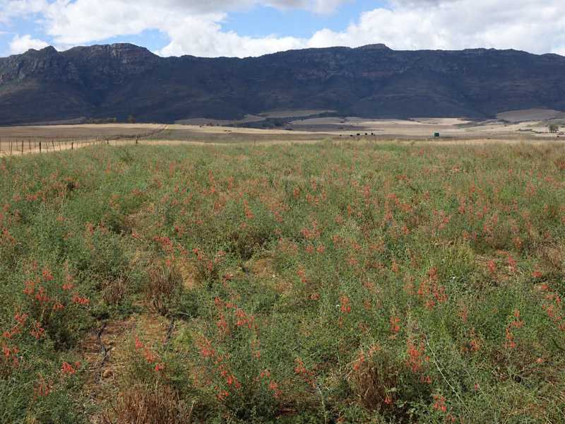 Champ de Cancer Bush en fleur dans un paysage de brousse sèche sud-africain
