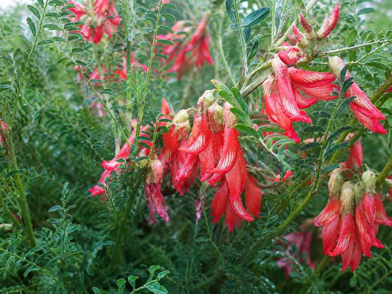 Plante de Cancer Bush aux feuilles argentées et aux fleurs rouges