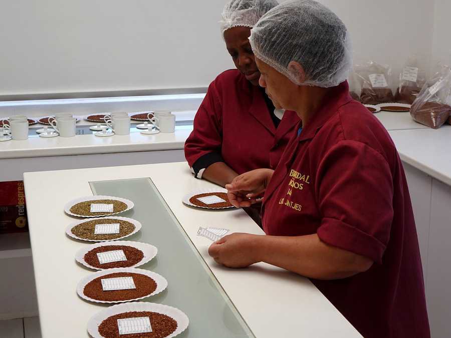 Deux collaboratrices de laboratoire examinent plusieurs échantillons de rooibos sur des assiettes